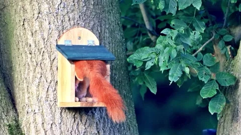 Cute squirrel takes nuts from feeder Stock Footage 261988174