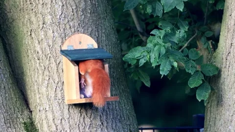 Cute squirrel takes nuts from feeder Stock Footage 261988279
