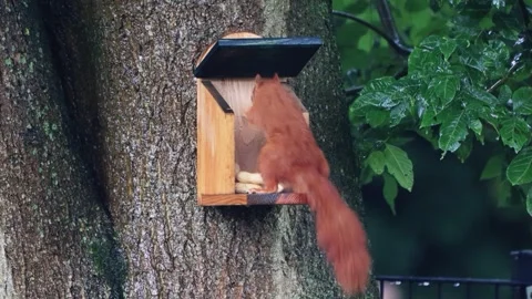 Cute squirrel takes nuts from feeder Stock Footage 261988858