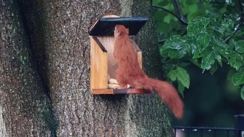 Cute squirrel takes nuts from feeder Stock Footage 262021989