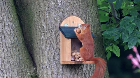 Cute squirrel takes nuts from feeder Stock Footage 262027568