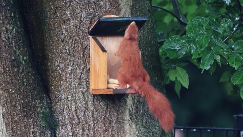 Cute squirrel takes nuts from feeder Stock Footage 262028013