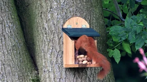 Cute squirrel takes nuts from feeder Stock Footage 290522205