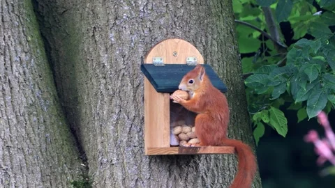 Cute squirrel takes nuts from feeder Stock Footage 290771471