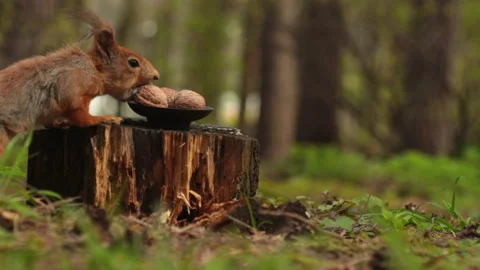 A cute squirrel takes a walnut from a plate in the forest. Stock Footage 154783498