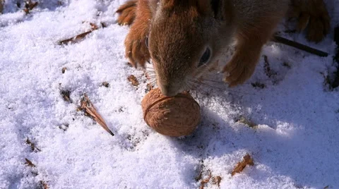 Cute Squirrel Taking Walnut and Escaping in Winter Forest Stock Footage 45733090