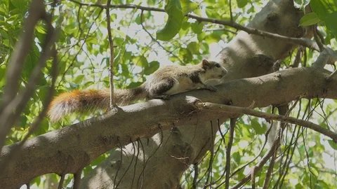 Cute squirrel on the tree Stock Footage 104592768