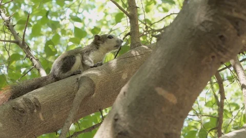 Cute squirrel on the tree Stock Footage 104592772