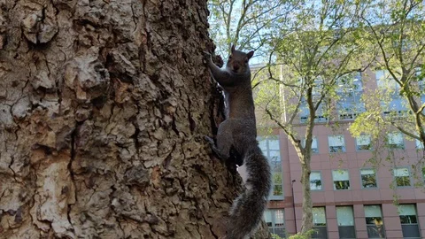 CUTE SQUIRREL ON A TREE IN LONDON, 4K Stock Footage 128837402