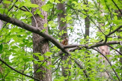 Cute squirrel on tree looking at summer scene Stock Photos