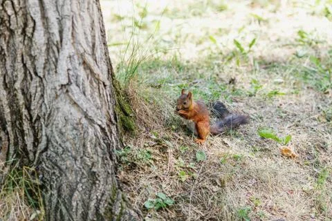 Cute squirrel on tree looking at summer scene Stock Photos