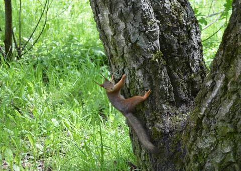 Cute squirrel on the tree looking at you Stock Photos