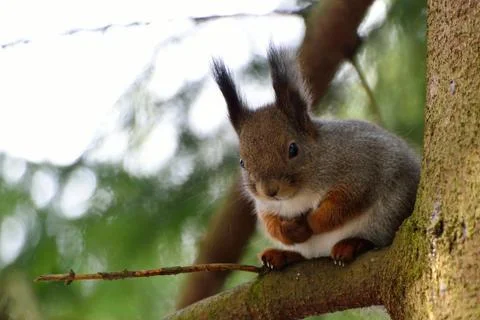 Cute squirrel in a tree Stock Photos