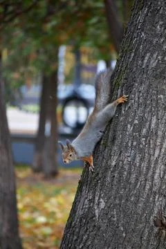 Cute squirrel on a tree Stock Photos