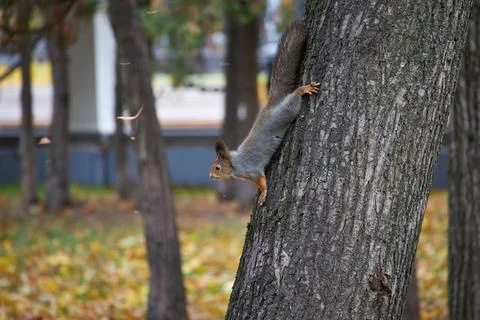 Cute squirrel on a tree Stock Photos