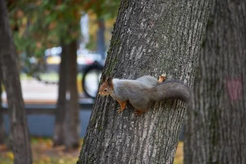 Cute squirrel on a tree Stock Photos