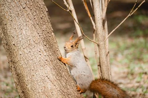 Cute squirrel on the tree Stock Photos