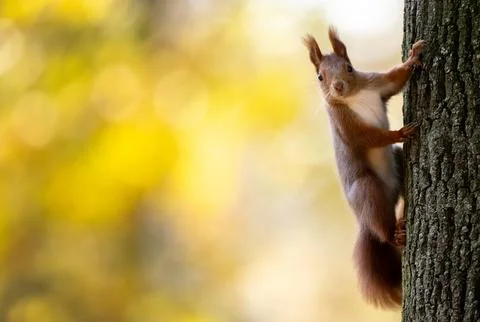 Cute Squirrel On A Tree Stock Photos