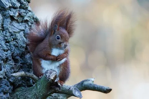 Cute squirrel on the trunk of an oak Stock Photos