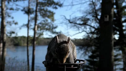 Cute squirrel uses its paws to gulp down grape jelly. Stock-Footage 148675509