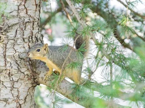 Cute squirrel walking around Foto stock