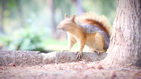Cute squirrel watching around Stock Footage 81493025