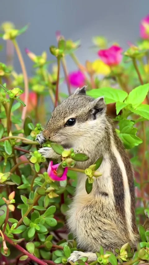 A cute squirrel in the wild Stock Footage 318943799