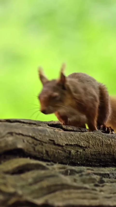 A cute squirrel in the wild Stock Footage 318943843