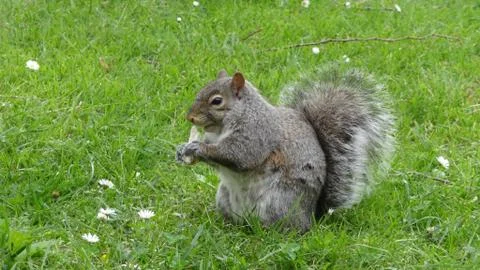 Cute Squirrel- Wild Grass - Very Close Stock Photos