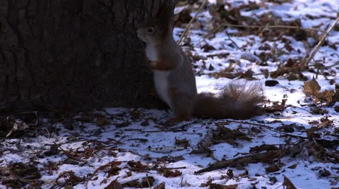 Cute Squirrel in Winter Forest. Full HD Stock Footage 45733121