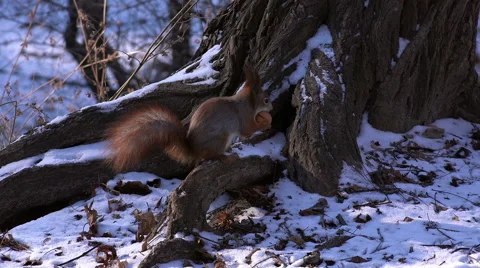 Cute Squirrel in Winter Forest with Walnut in the hands Stock Footage 45733505