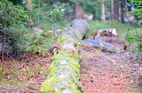 Cute squirrel with winter fur on tree trunk, Finland Stock Photos