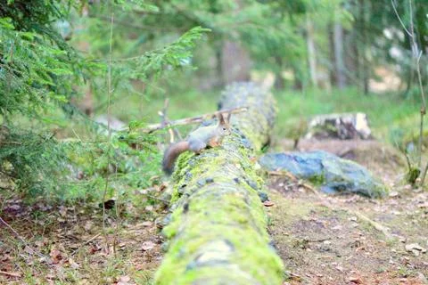 Cute squirrel with winter fur on tree trunk, Finland Stock Photos
