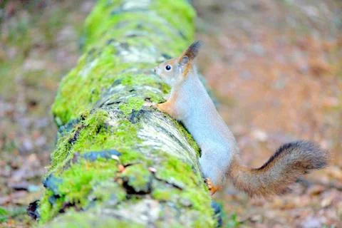 Cute squirrel with winter fur on tree trunk, Finland Stock Photos
