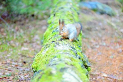 Cute squirrel with winter fur on tree trunk, Finland Stock Photos
