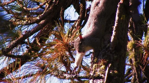 CUTE SQUIRREL YAWNS IN PINE TREE WITH GOLDEN LIGHT Stock Footage 53282201