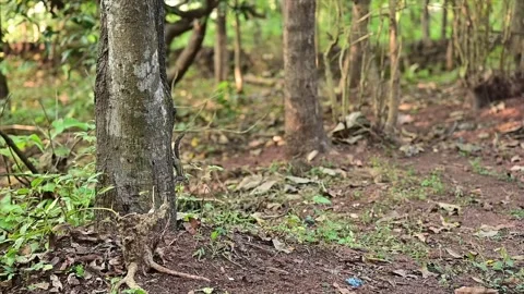 Cute squirrels are running away from each other around a large tree Stock Footage 294345377