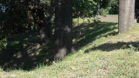 Cute squirrels running on tree trunks in 4K Stock Footage 139732795