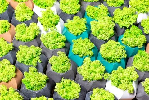 Cute stabilized green moss in multi -colored concrete pots. Stock Photos