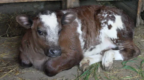 Cute in stable, Bos taurus Stock-Footage 24729080