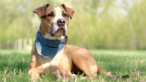 Cute staffordshire terrier dog in Stock Video Pond5