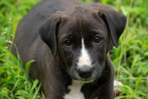Cute stare Stock Photos