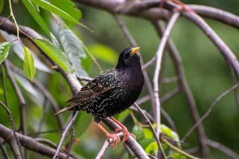 Cute starling 库存照片