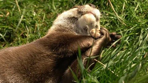 Cute Stone Juggling Otter Stock Footage 130046386