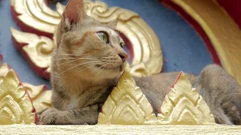 Cute stray cat in buddhist temple in thailand. Stock Footage 77921952