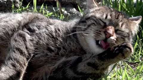 Cute stray cat cleaning its paws Stock-Footage 157773941