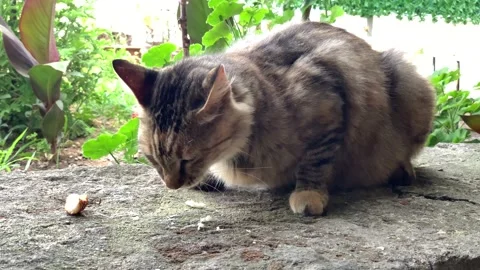A cute stray cat eating Stock Footage 171770296