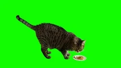 Cat Jumping Up and Down  Green Screen #cat #kitten #catmeme