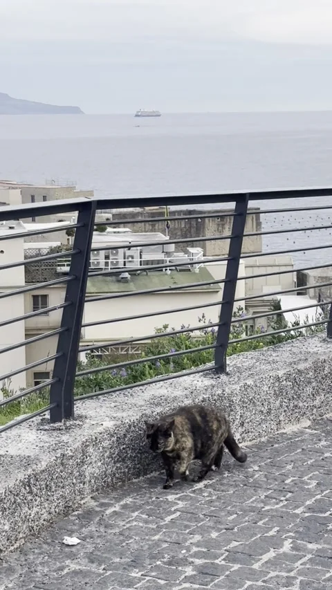 Cute stray cat enjoying the view of Mount Vesuvius in Naples, Italy Video stock 328465742