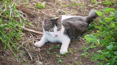 Cute stray cat in the garden Stock Footage 169864585